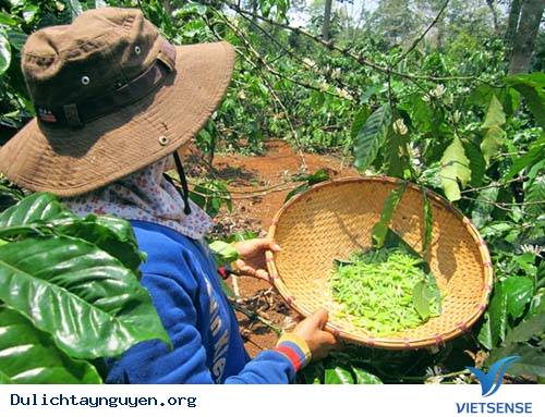 Về Tây Nguyên Ăn Nhộng Sâu Muồm - Ảnh 1
