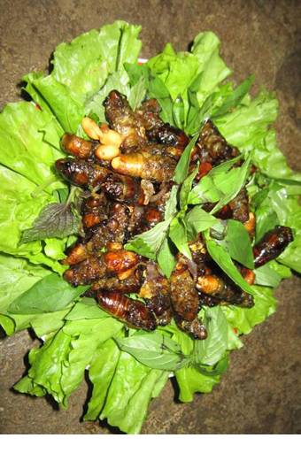 Về Tây Nguyên ăn.....ve!!! - Ảnh 3 Về Tây Nguyên ăn.....ve!!! - Ảnh 3