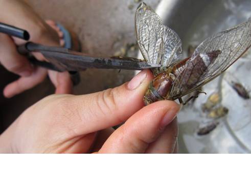 Về Tây Nguyên ăn.....ve!!! - Ảnh 1 Về Tây Nguyên ăn.....ve!!! - Ảnh 1