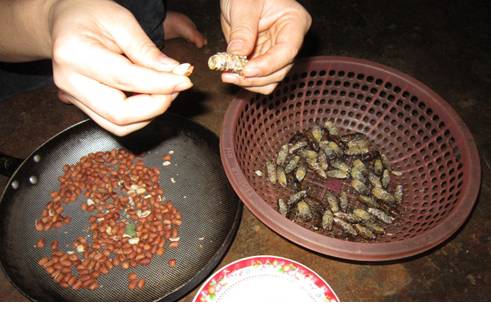 Về Tây Nguyên ăn.....ve!!! - Ảnh 2 Về Tây Nguyên ăn.....ve!!! - Ảnh 2