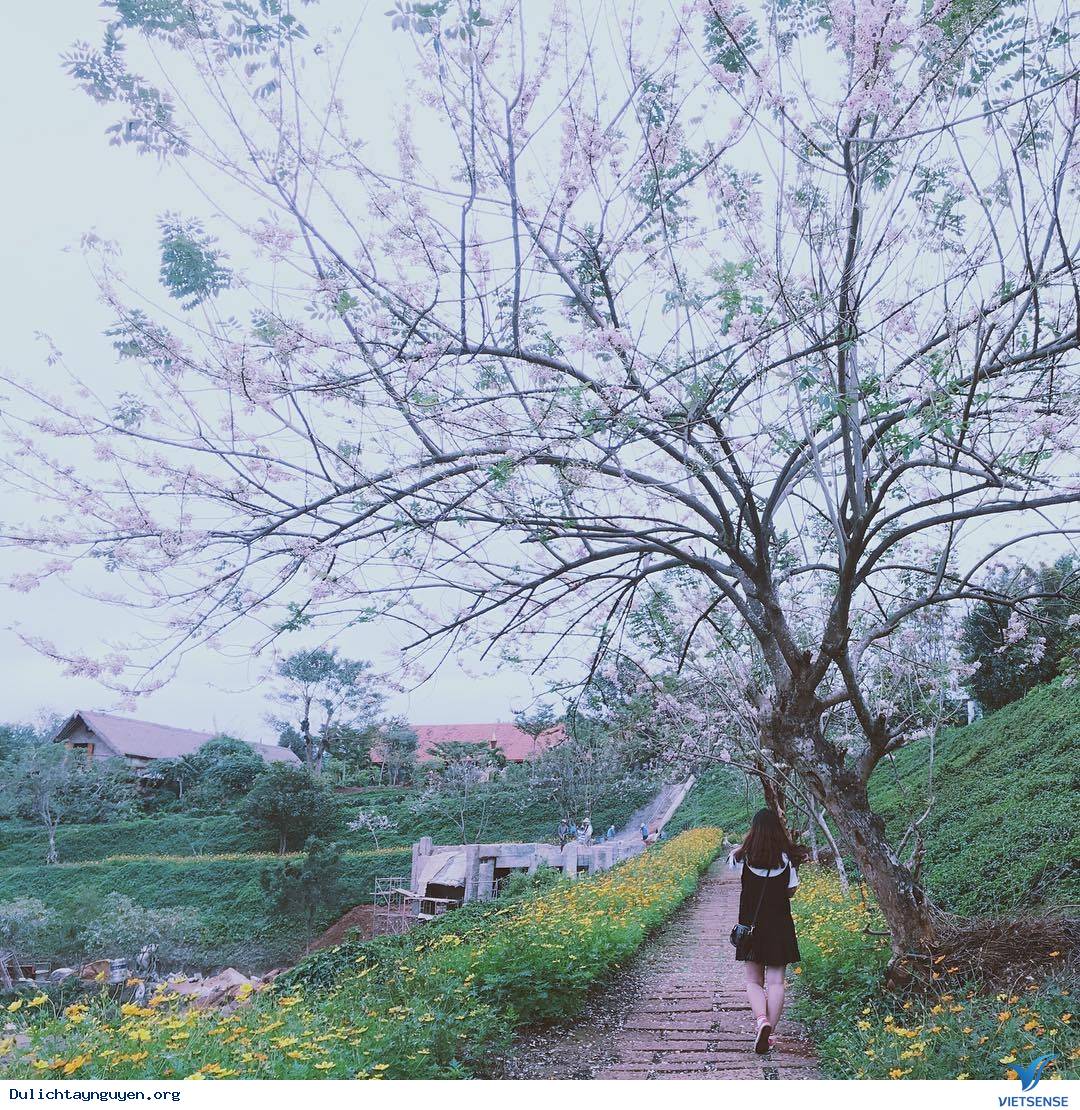 Về Tây Nguyên Ghé Thăm Khu Sinh Thái KoTam - Ảnh 5 Về Tây Nguyên Ghé Thăm Khu Sinh Thái KoTam - Ảnh 5