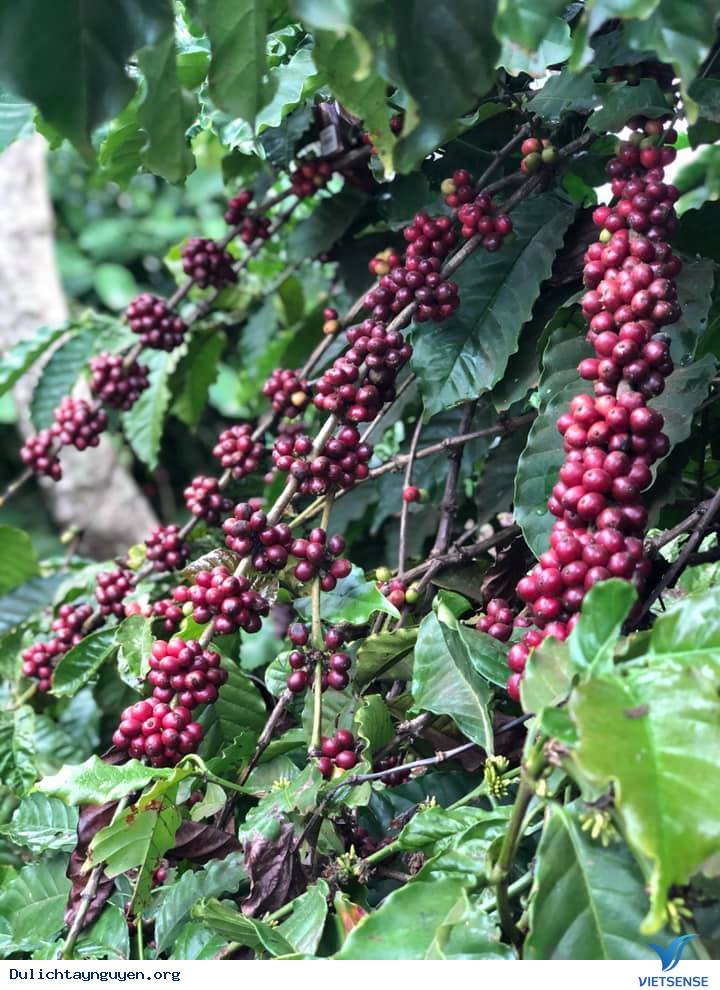 Vườn Trải Nghiệm Cà Phê Buôn Ma Thuột - Ảnh 7 Vườn Trải Nghiệm Cà Phê Buôn Ma Thuột - Ảnh 7