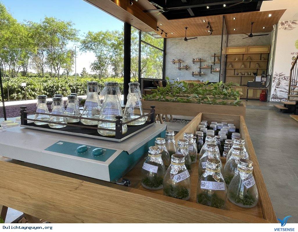 Vườn Trải Nghiệm Cà Phê Buôn Ma Thuột - Ảnh 5 Vườn Trải Nghiệm Cà Phê Buôn Ma Thuột - Ảnh 5