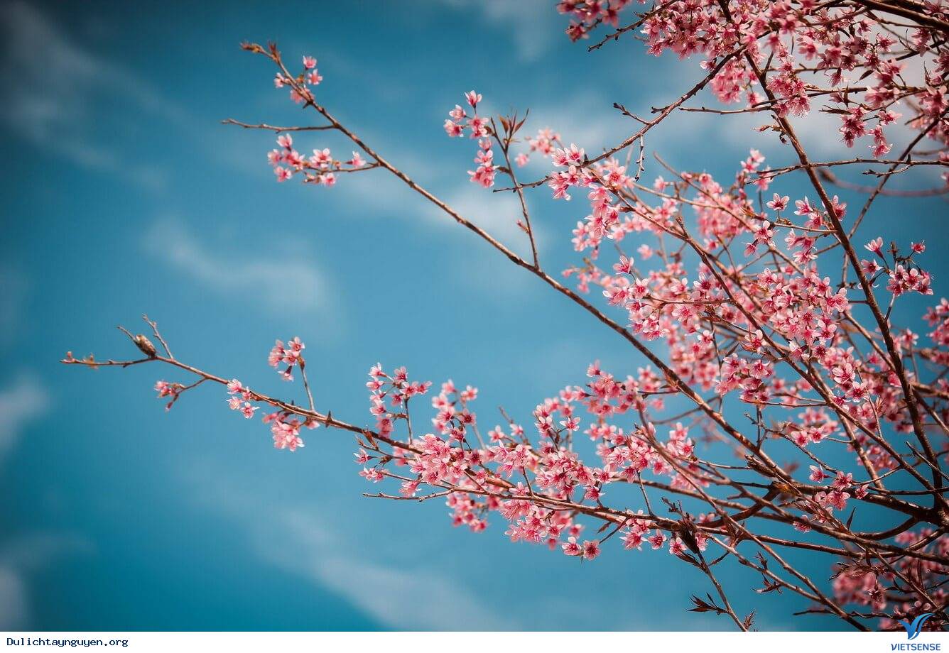 Màu hồng mai anh đào nhuộm đỏ một góc trời Màu hồng mai anh đào nhuộm đỏ một góc trời